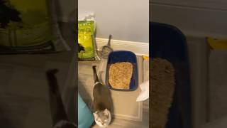 Best cat litter [upl. by Larrad646]