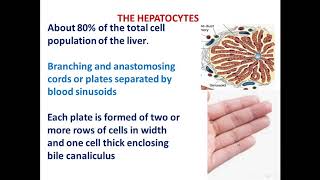 14 liver part 2 Histological structure of liver [upl. by Erma443]