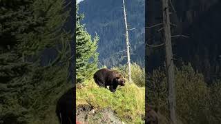 Huge brown bear  Alaska Wildlife [upl. by Arleta]