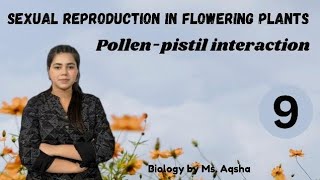 POLLEN PISTIL INTERACTION  SEXUAL REPRODUCTION IN FLOWERING PLANTS  NEET CUET CBSE CLASS 12 [upl. by Ruberta200]