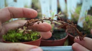 Hablemos sobre Drosera madagascariensis [upl. by Divadnhoj54]