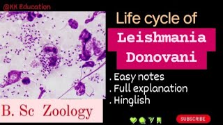 Life cycle of Leishmania Donovani l B Sc Zoology l Full details l Explanation l kkeducationn [upl. by Alahcim]