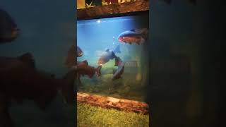 Big Pacu Tank 😱pacu fish [upl. by Inverson]