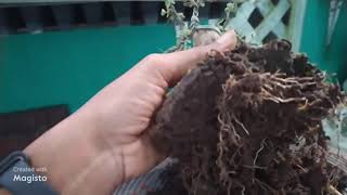 How to Privet Ligustrum Bonsai Care Guide and Maintenance bonsai bonsaitree bonsaimini [upl. by Alien]