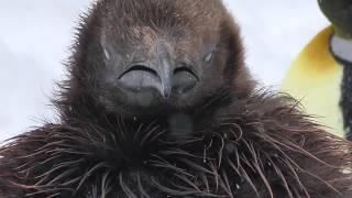 雪とキングペンギン 旭山動物園 2018年2月11日 [upl. by Trisha]