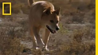 Dingo vs Kangaroo  National Geographic [upl. by Annirac]