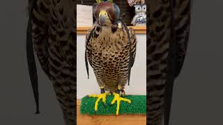 Falconry Peregrine falcons adult vs juvenile wildlife falconry [upl. by Levon]