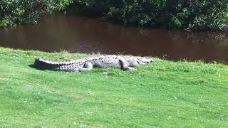 Alligator on golf course alligator golf puertovallarta [upl. by Jordison604]