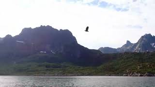 Sea Eagles in Norway [upl. by Eniamor]