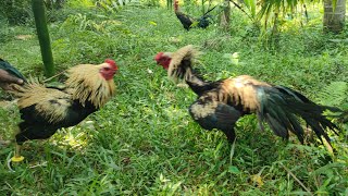 Fighting Rooster 🐓  Sandai Seval  Kattu Seval  Tamilnadu Seval [upl. by Enileqcaj]