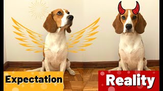 Life With a Beagle  Expectation vs Reality [upl. by Idel]