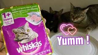 Cats Eating Whiskas Wet Food For the first time  Tuna and White fish [upl. by Nirtak887]