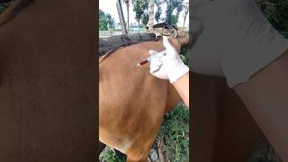 Cattle Ke Injection lagane Ka tarika 💉 shorts vet cow [upl. by Mickie183]