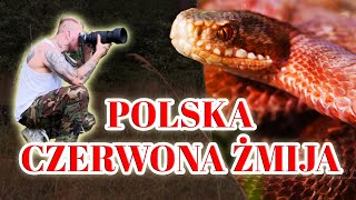 JAK ZNALEŹĆ NAJGROŹNIEJSZEGO WĘŻA W POLSCE⁉️ZNALAZŁEM CZERWONĄ ŻMIJE‼️ [upl. by Donielle]