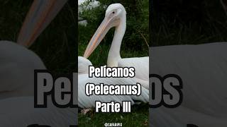 Parte 3  Los pelícanos maestros pescadores del reino animal [upl. by Ennairek641]