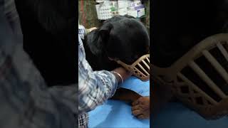 Rottweiler Bubzee Ke Kate Nails shorts namitaology jehampzoey [upl. by Digirb]