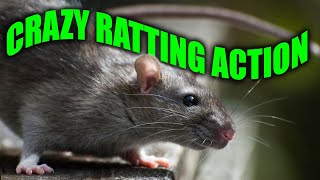 Epic Ratting Video You Cant Miss [upl. by Bud880]