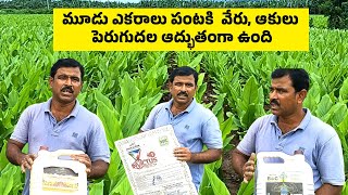 turmeric cultivation Telugu పసుపు సాగు చేస్తున్నారా వీటి గురించి తెలియకుండా పసుపు సాగు చేయవద్దు [upl. by Tucky125]