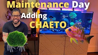 Adding Chaeto Macro Algae Maintenance Day [upl. by Alleen792]