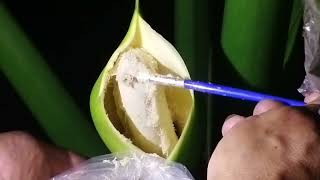 Proper Method of Hand Pollinating Philodendron Selloum [upl. by Mikaela]