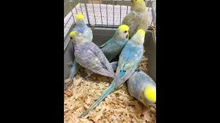 HOW TO PRODUCE RAINBOW BUDGIES WITH CROSS BREEDINGRAINBOW BUDGERIGARS CROSS BREEDING [upl. by Winser]