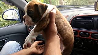 Boxer Puppy for Sale  DOGGYZ WORLD [upl. by Falkner]