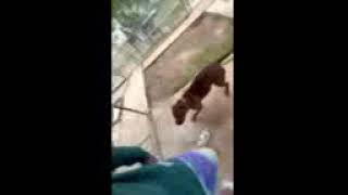 Video of adoptable pet named Rudy [upl. by Larual]