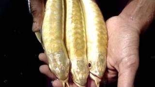 ArowanaFishTalkcom  Pang Long Arowana Farm [upl. by Ravid]