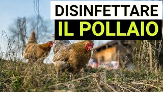 Disinfestare il pollaio da pidocchi acari e pulci con la calce idrata spenta [upl. by Aryan]