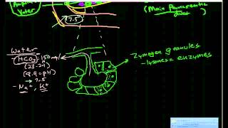 Pancreatic Physiology amp Pathophysiology [upl. by Robbi]