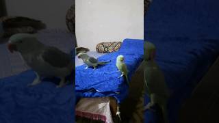 Dancing Parrot 🦜  bird parrot dance short [upl. by Almallah]