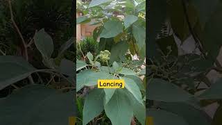 Solanum mauritianum lancing alam pecintabunga shortsvideo [upl. by Eedrahc]