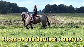 Rijden op een Belgisch trekpaard [upl. by Lester]