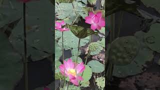 waterlilytvideo1001 [upl. by Audris]