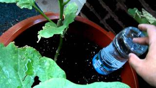 How to Make a Drip Water Irrigation System for a Container Garden [upl. by Ahsikin427]