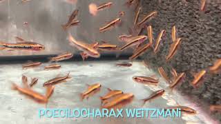 Poecilocharax weitzmani [upl. by Ttenna765]