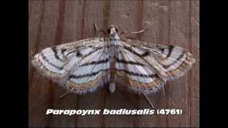 Part 6 Common Aquatic Crambid and Pyraustine Moths Family Crambidae [upl. by Alyal]