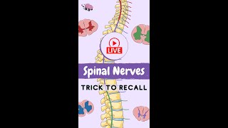 Spinal Cord Features [upl. by Nnayelsel]