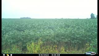 Double Crop Soybean Growth Time Lapse [upl. by Anaej]