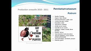 Pennisetum setaceum Rubrum plante annuelle [upl. by Enilehcim]