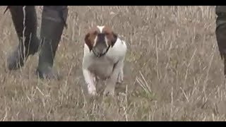 Chasse Perdrix Aux Chiens dArrêt pointer serpent 2018 [upl. by Narag]