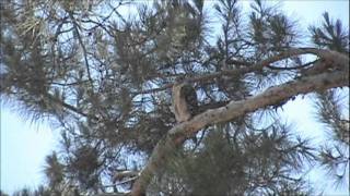 Red Shouldered Hawk Territorial call [upl. by Fabrianne]