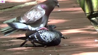 Pigeon mating of 6 different couples [upl. by Gnanmas15]