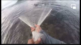 Throw net fishing outdoors Guam Talayero action sustainable Living GuiliNenuerudder fish chub [upl. by Corabelle472]