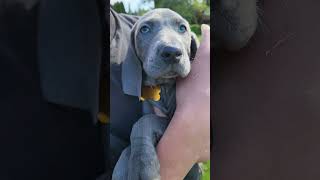 Blue Weimaraner is a beautiful dog [upl. by Dustan]