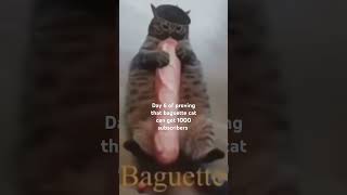 Baguette cat day 6 [upl. by Macdonell]