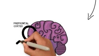 An Introduction to Executive Functions [upl. by Novj]