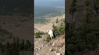 Mountain Goats on the trail Glacier National Park Montana [upl. by Dweck]