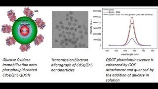 Enzyme immobilization physical mode of interaction [upl. by Usanis]