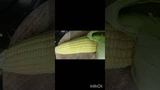 Sweet corn ya bhutta khane k fayde 👌likesharesubscribecomment [upl. by Jariv]